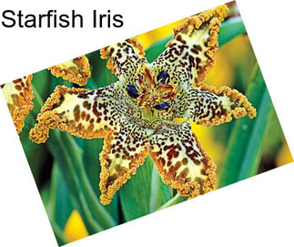 Starfish Iris