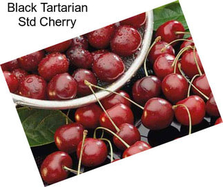 Black Tartarian Std Cherry