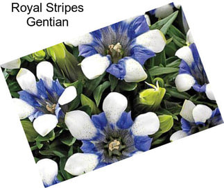 Royal Stripes Gentian
