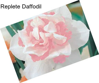 Replete Daffodil