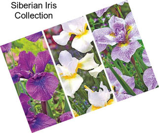 Siberian Iris Collection