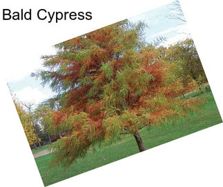 Bald Cypress