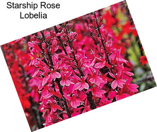 Starship Rose Lobelia