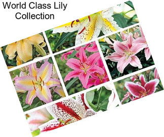 World Class Lily Collection