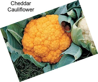 Cheddar Cauliflower