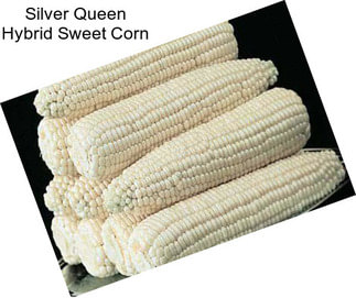 Silver Queen Hybrid Sweet Corn