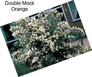 Double Mock Orange