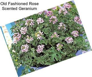 Old Fashioned Rose Scented Geranium