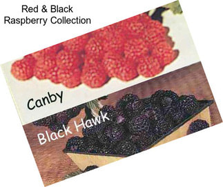 Red & Black Raspberry Collection