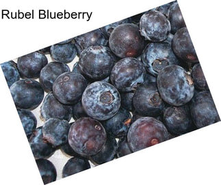 Rubel Blueberry