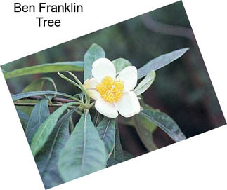 Ben Franklin Tree