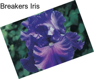 Breakers Iris