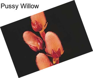 Pussy Willow