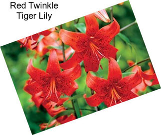Red Twinkle Tiger Lily