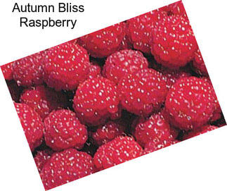 Autumn Bliss Raspberry