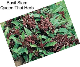 Basil Siam Queen Thai Herb