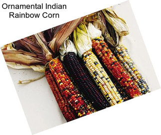 Ornamental Indian Rainbow Corn