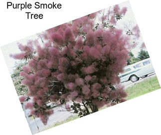 Purple Smoke Tree
