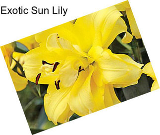 Exotic Sun Lily