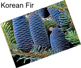 Korean Fir