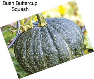 Bush Buttercup Squash