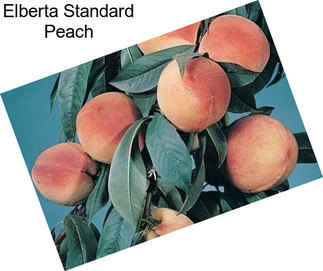 Elberta Standard Peach