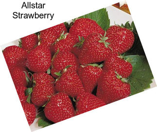 Allstar Strawberry