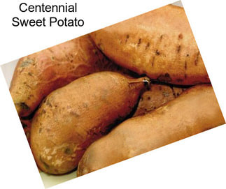 Centennial Sweet Potato