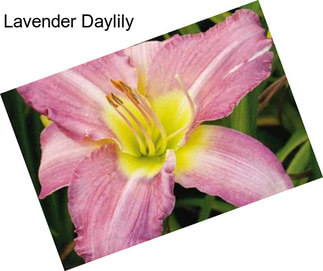Lavender Daylily