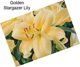 Golden Stargazer Lily