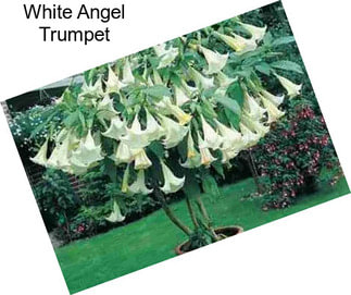 White Angel Trumpet