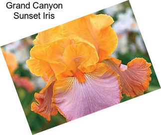 Grand Canyon Sunset Iris