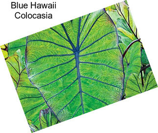 Blue Hawaii Colocasia