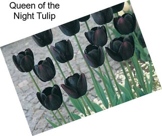 Queen of the Night Tulip