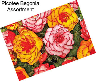 Picotee Begonia Assortment