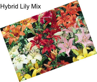 Hybrid Lily Mix