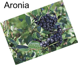 Aronia