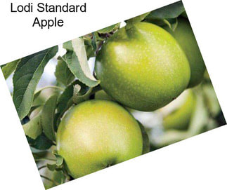 Lodi Standard Apple