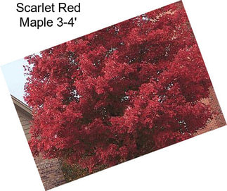 Scarlet Red Maple 3-4\'