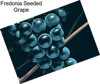 Fredonia Seeded Grape