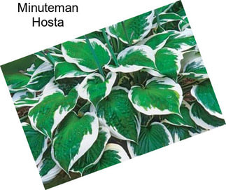 Minuteman Hosta