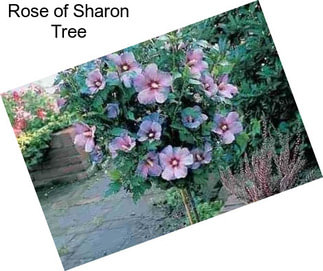 Rose of Sharon Tree