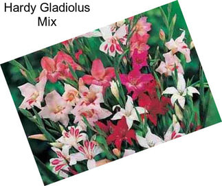 Hardy Gladiolus Mix