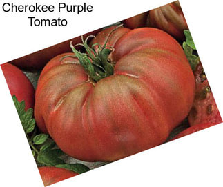 Cherokee Purple Tomato