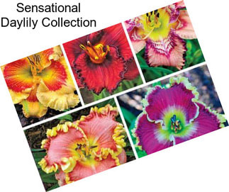 Sensational Daylily Collection