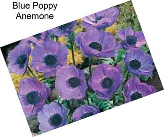 Blue Poppy Anemone