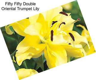 Fifty Fifty Double Oriental Trumpet Lily