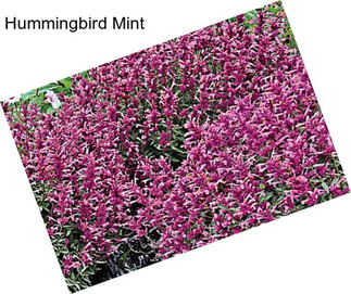 Hummingbird Mint