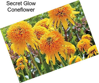 Secret Glow Coneflower