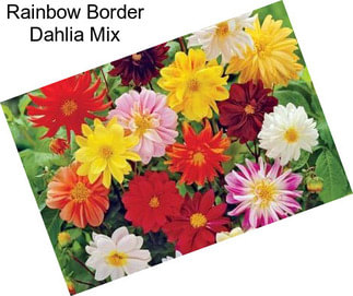 Rainbow Border Dahlia Mix